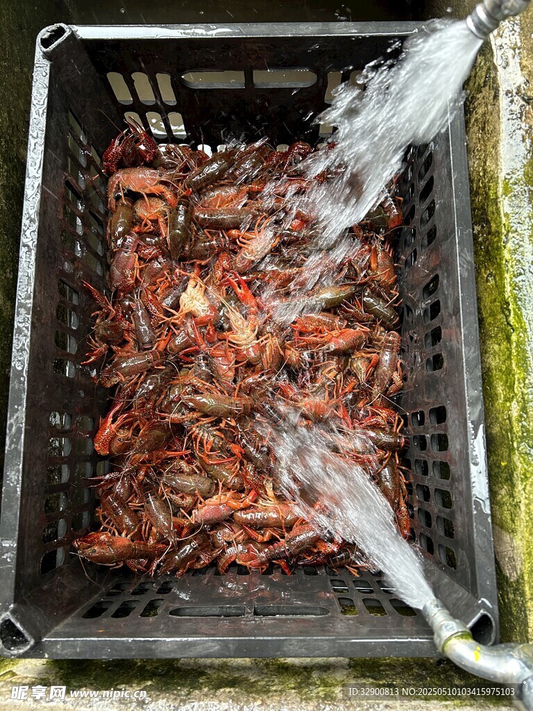 鮮活小龍蝦裝于黑色箱中