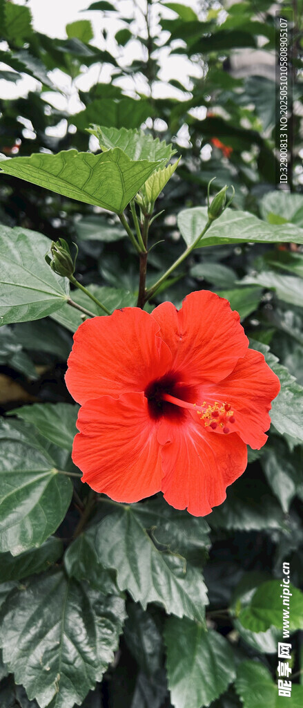 鮮艷朱槿花綻放綠葉間