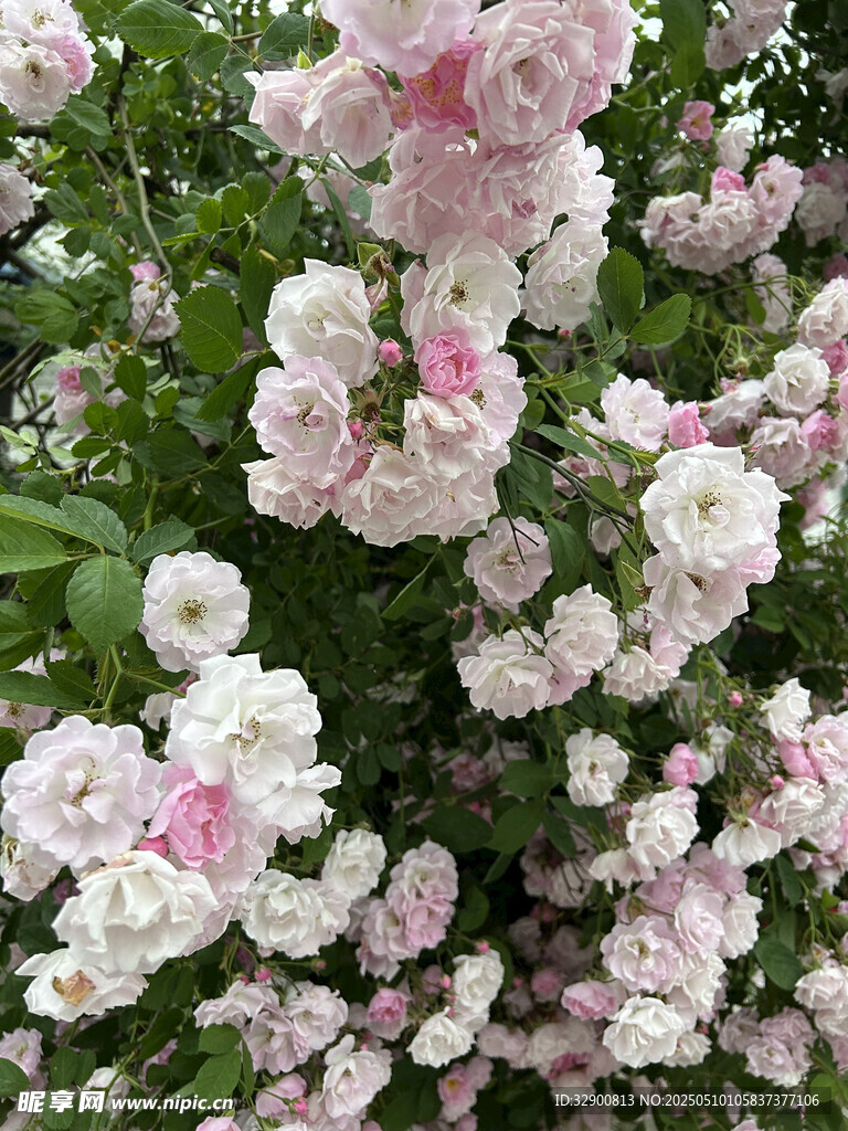 粉色薔薇花綻放美景