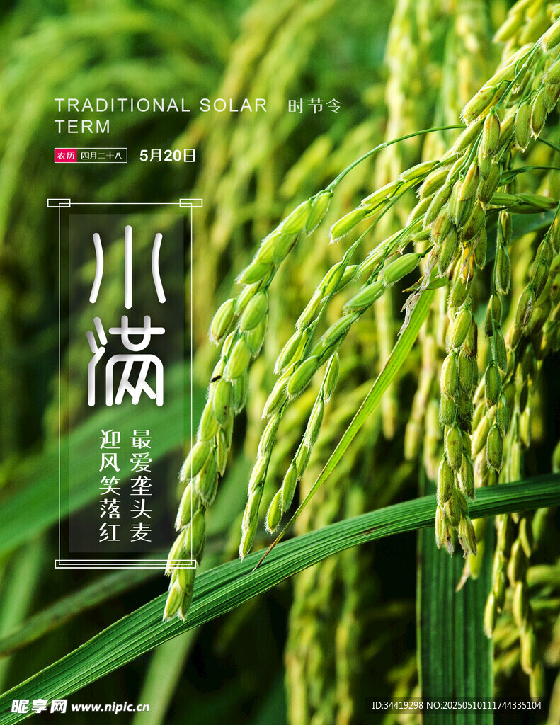 小滿時節的金黃稻穗