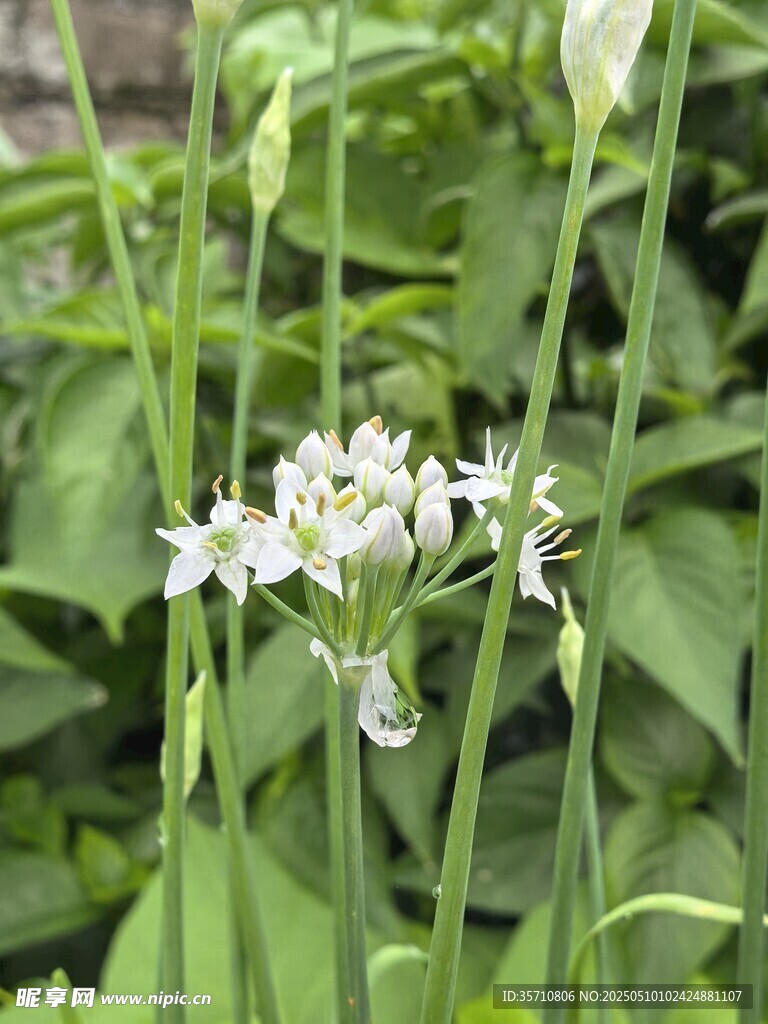 韭菜花綻放綠意間
