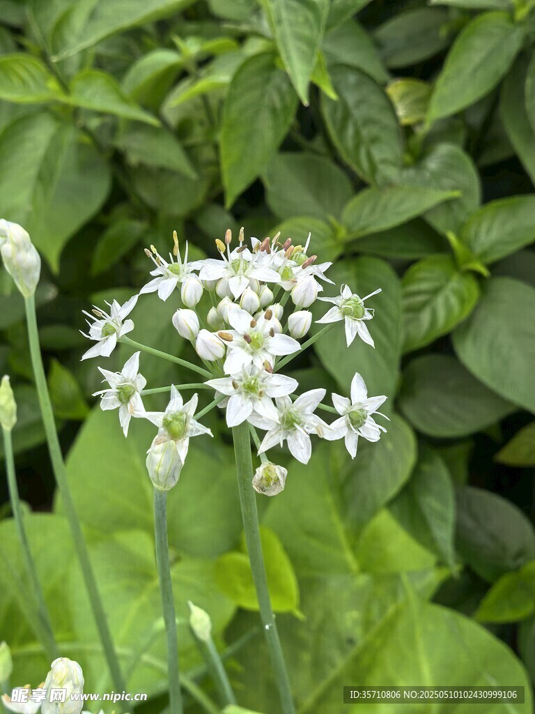 白色星狀小花綻放綠葉間