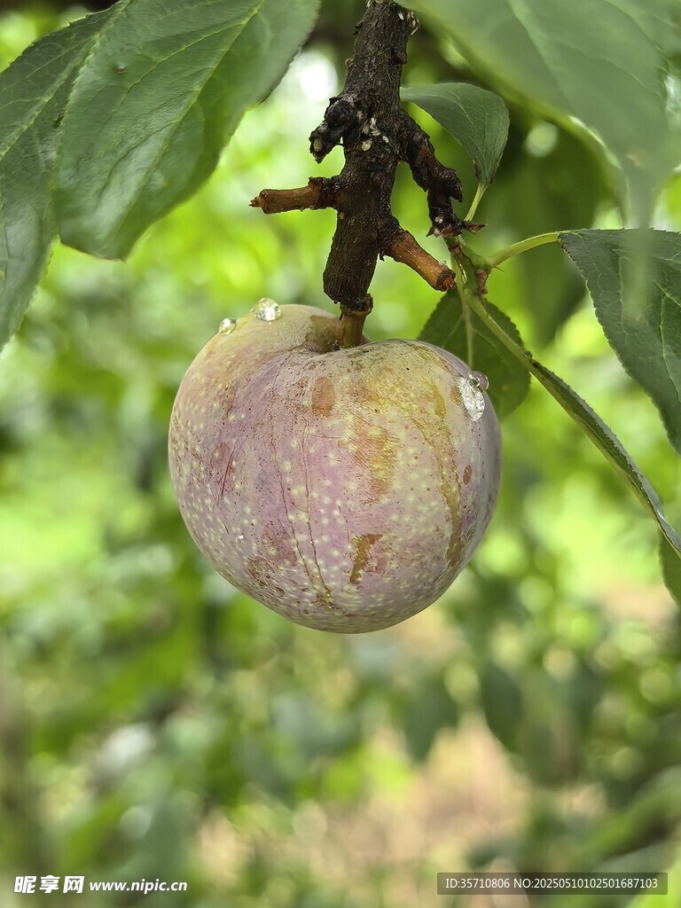 枝頭掛著的成熟紫李子