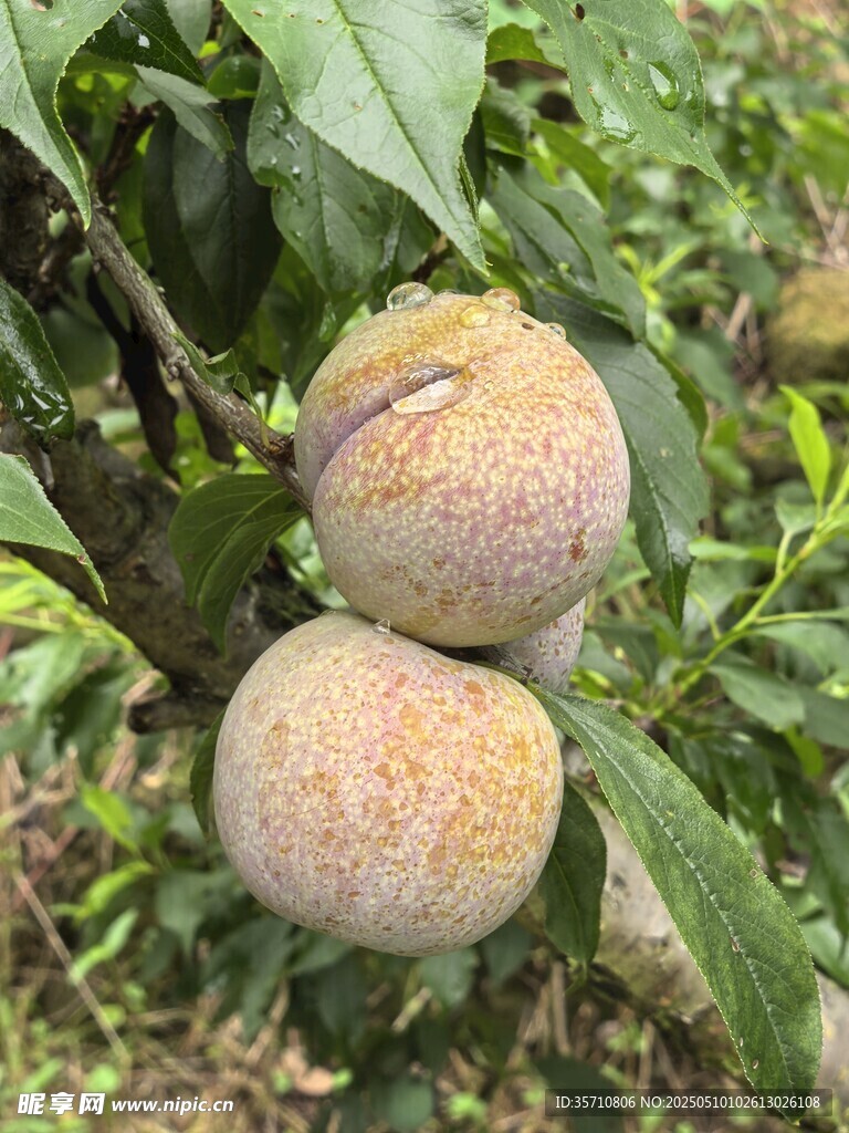 枝頭成熟的飽滿三華李