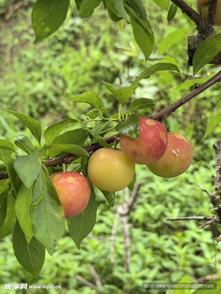 枝頭鮮李