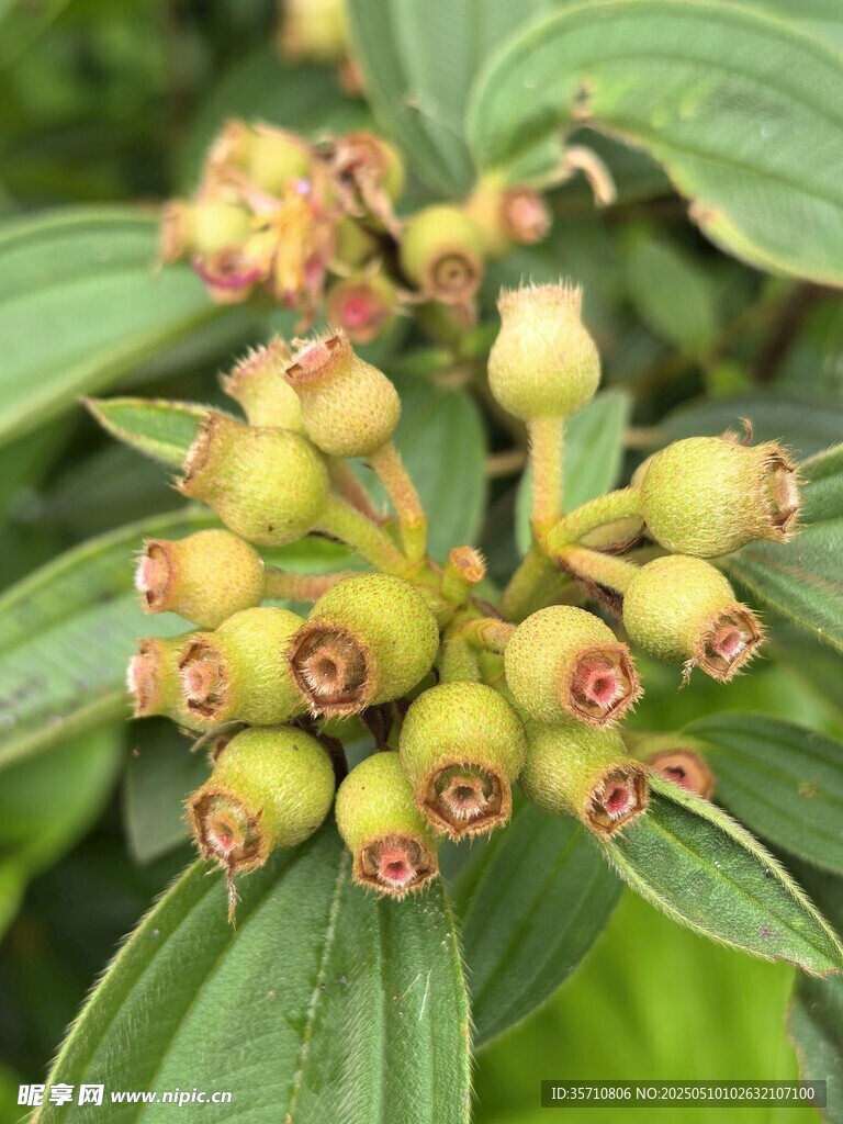 野牡丹果實特寫