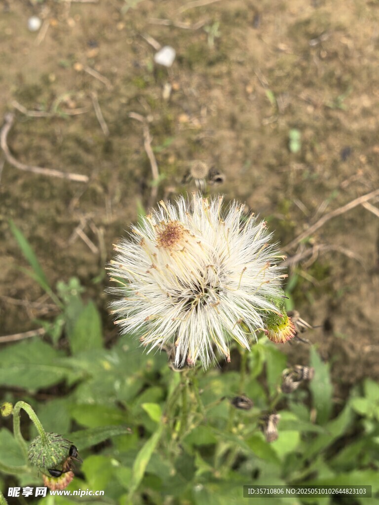 田野中的白色蒲公英花朵
