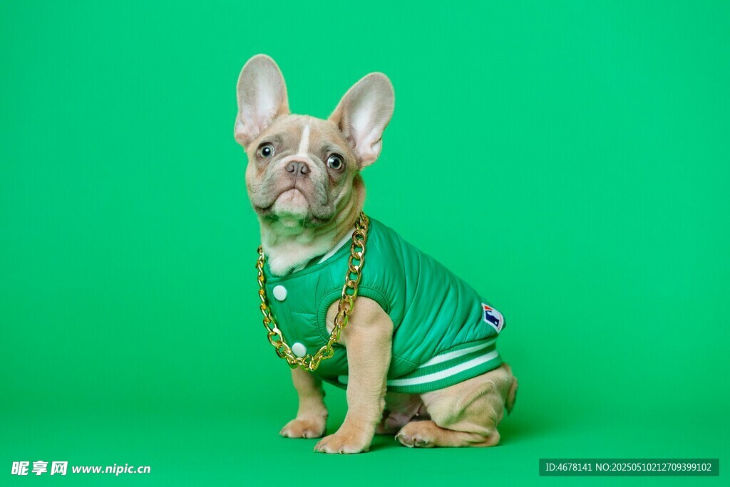 穿綠衣的可愛法國斗牛犬