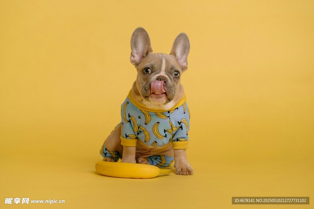穿花衣的可愛法斗犬