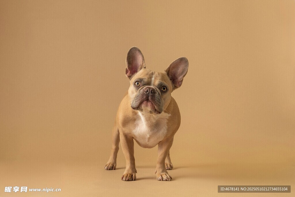 可愛法斗犬站立萌態(tài)