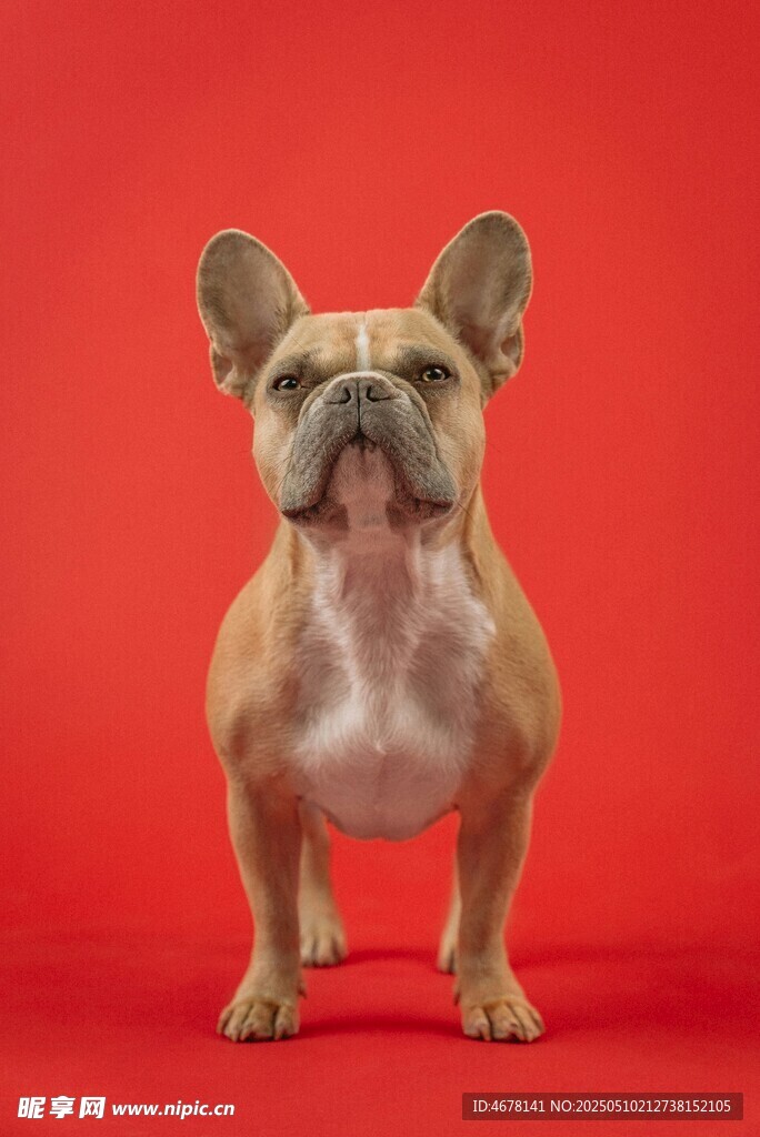 紅色背景下的可愛(ài)法斗犬