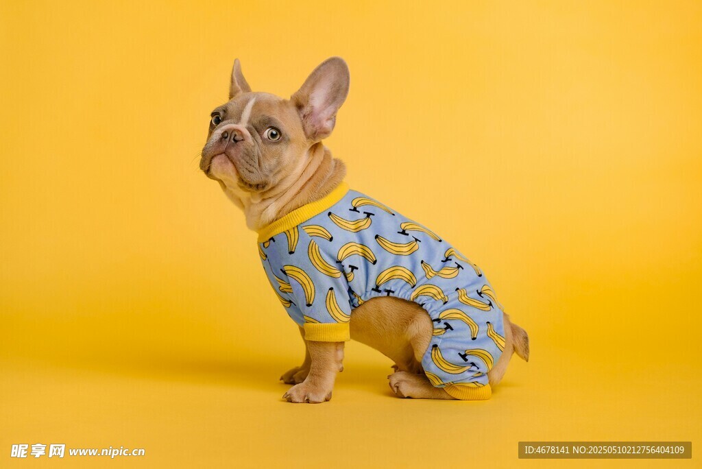 穿花衣的可愛法斗犬
