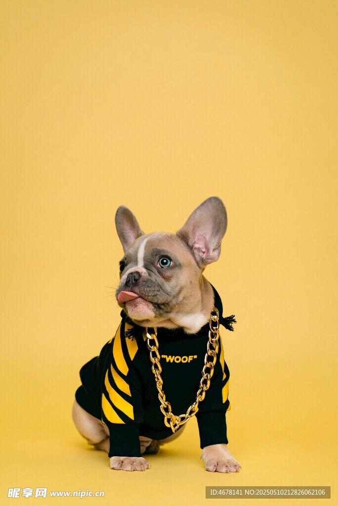 時尚法斗犬的個性穿搭