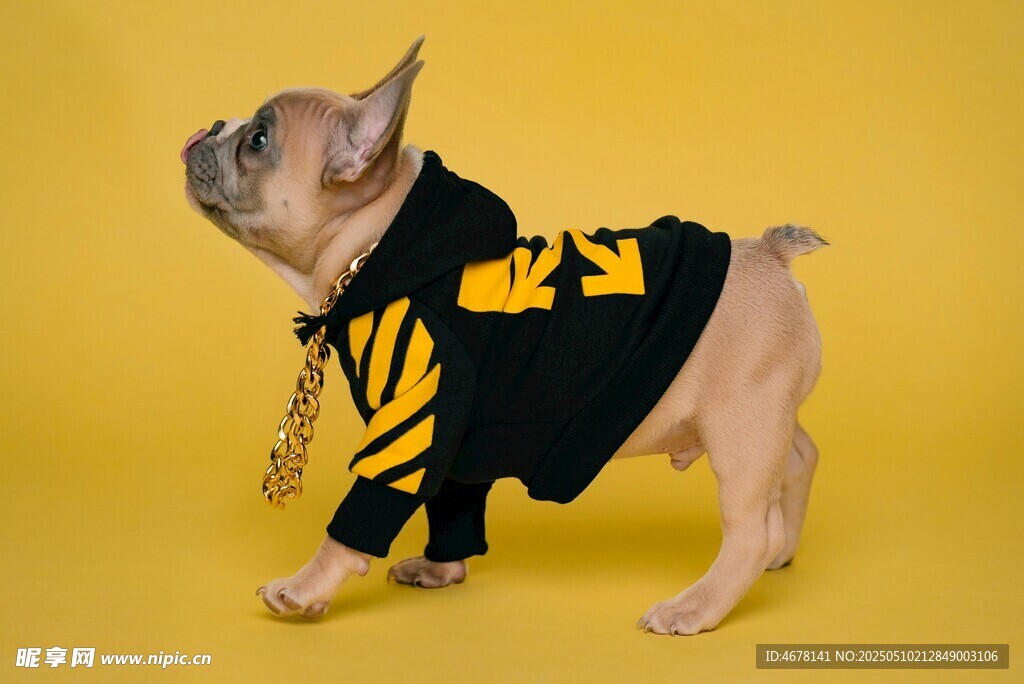 穿著運動服的可愛法斗犬