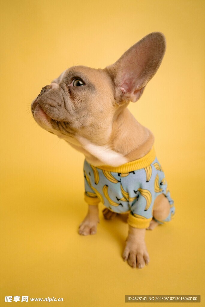 穿花衣的可愛法斗犬