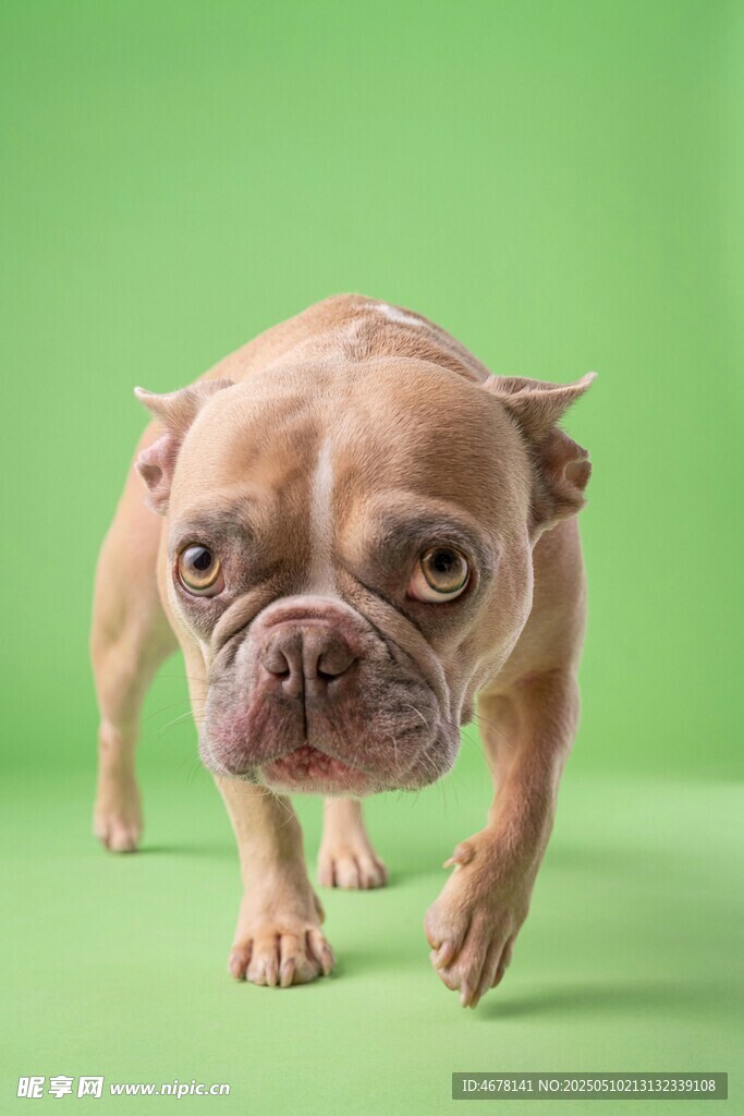 呆萌法斗犬向前走