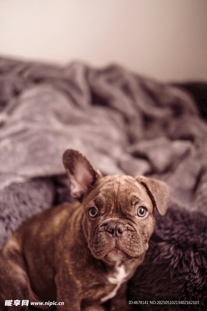 可愛法斗犬安靜趴臥