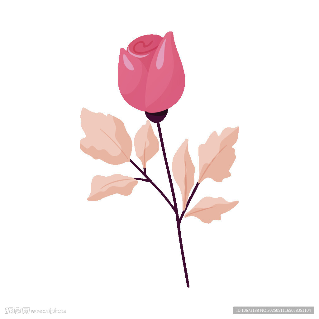 粉色玫瑰插畫