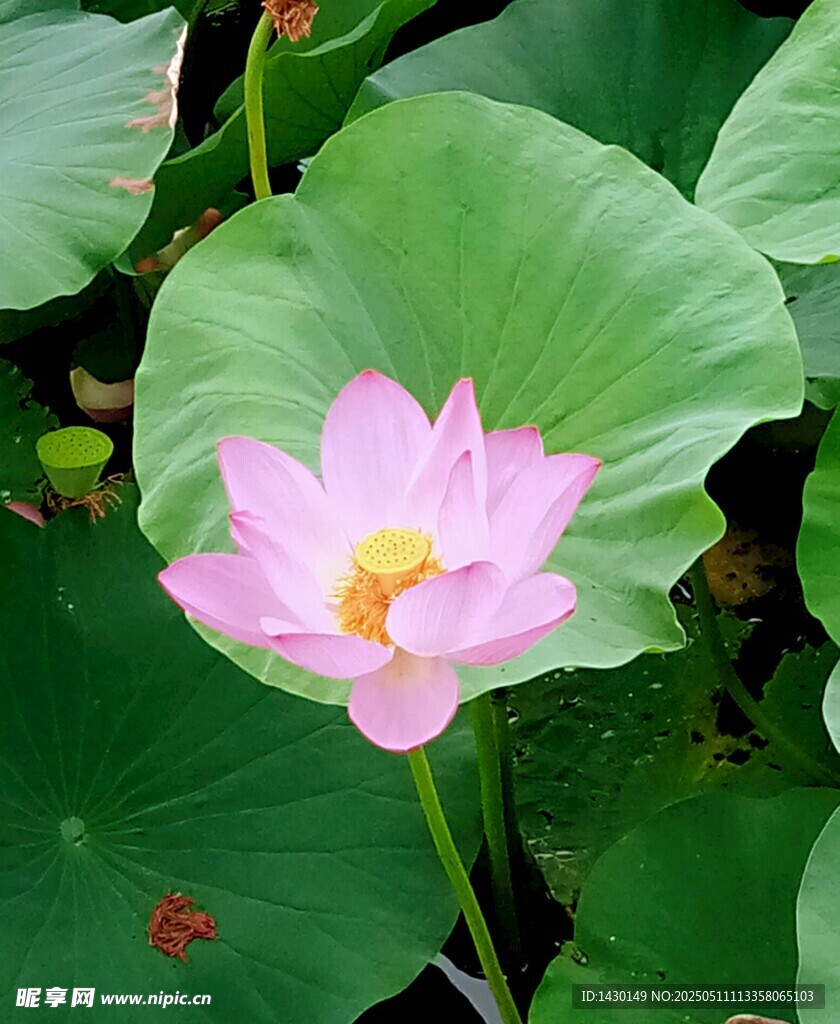 嬌艷荷花綻放綠葉間