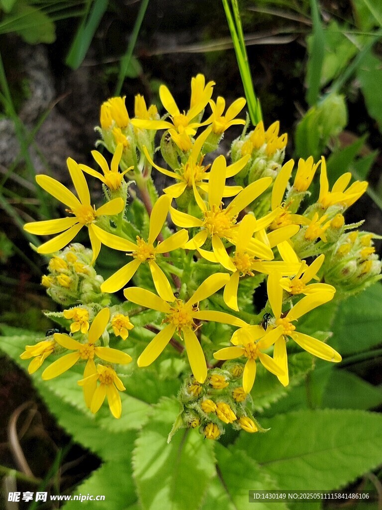 黃色小花綻放綠葉間