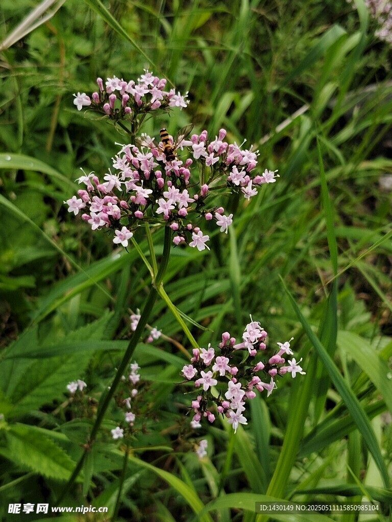 野外綻放的粉色小花