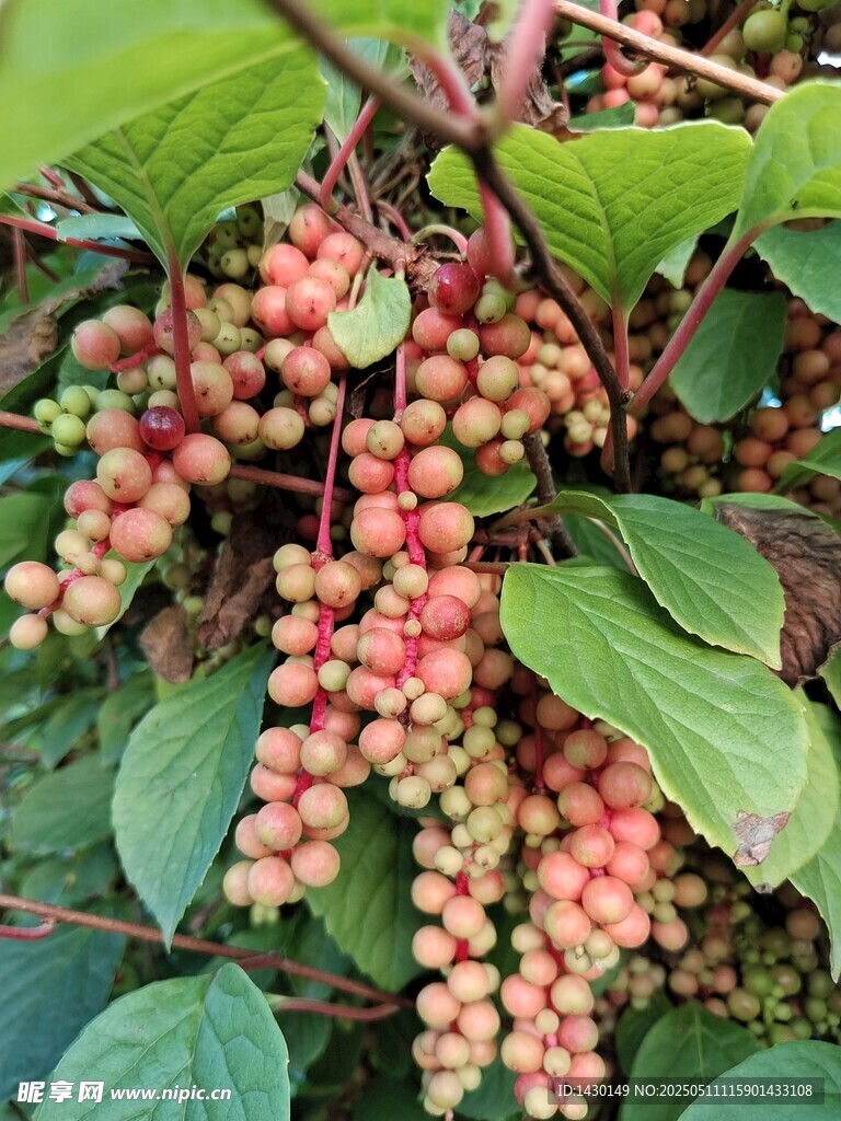 紅果綠葉的誘人植物