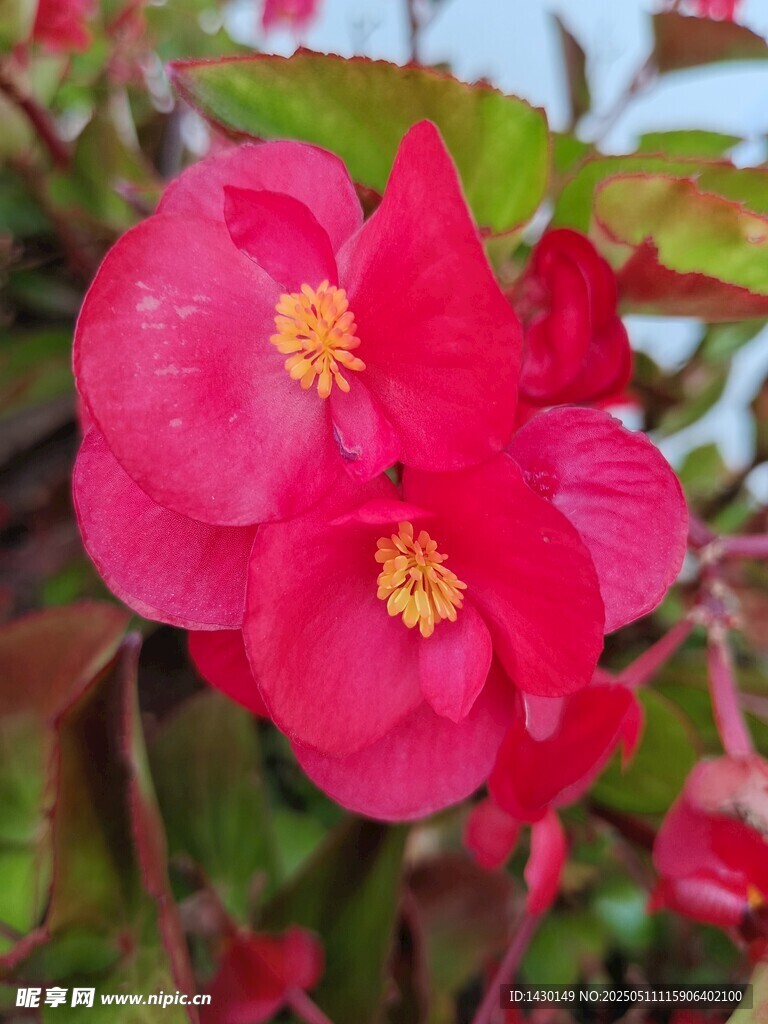 嬌艷欲滴的紅色秋海棠
