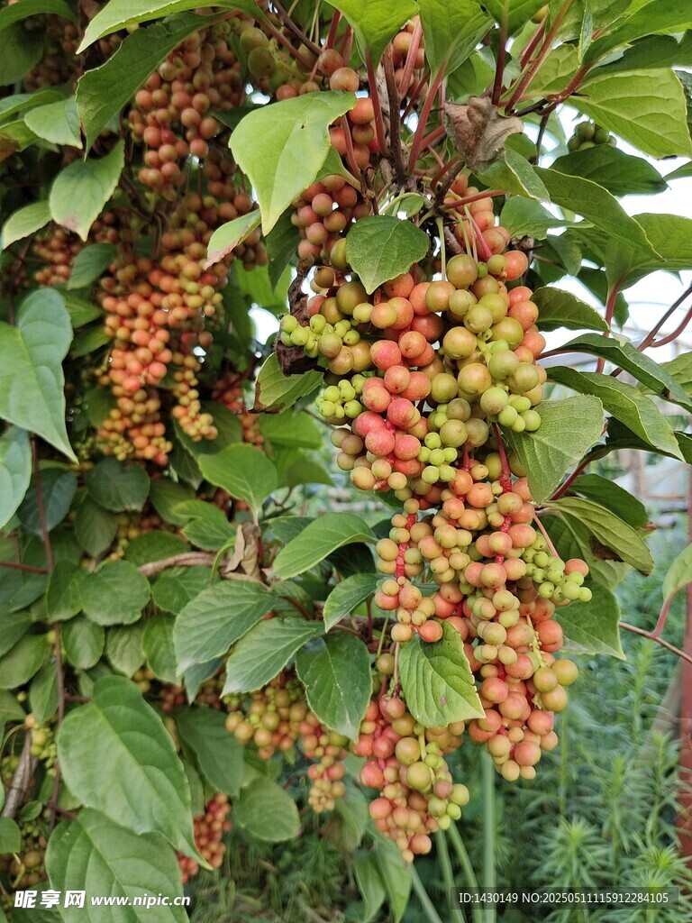掛滿果實的繁茂植物