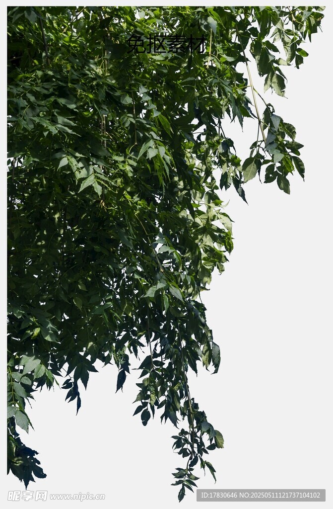 枝頭綠葉
