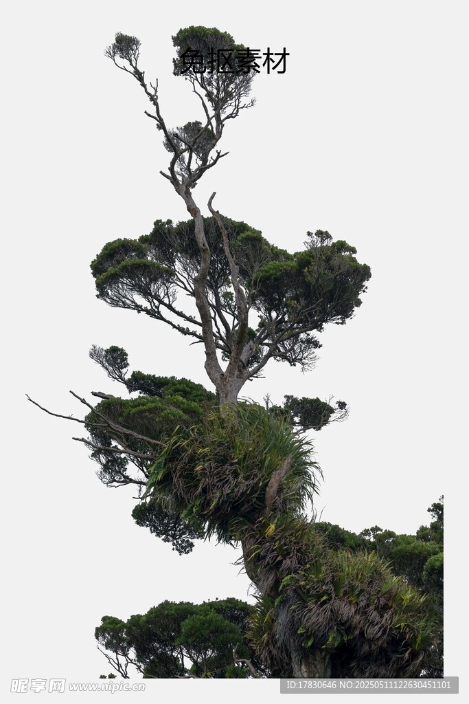 孤高挺立的奇異樹木