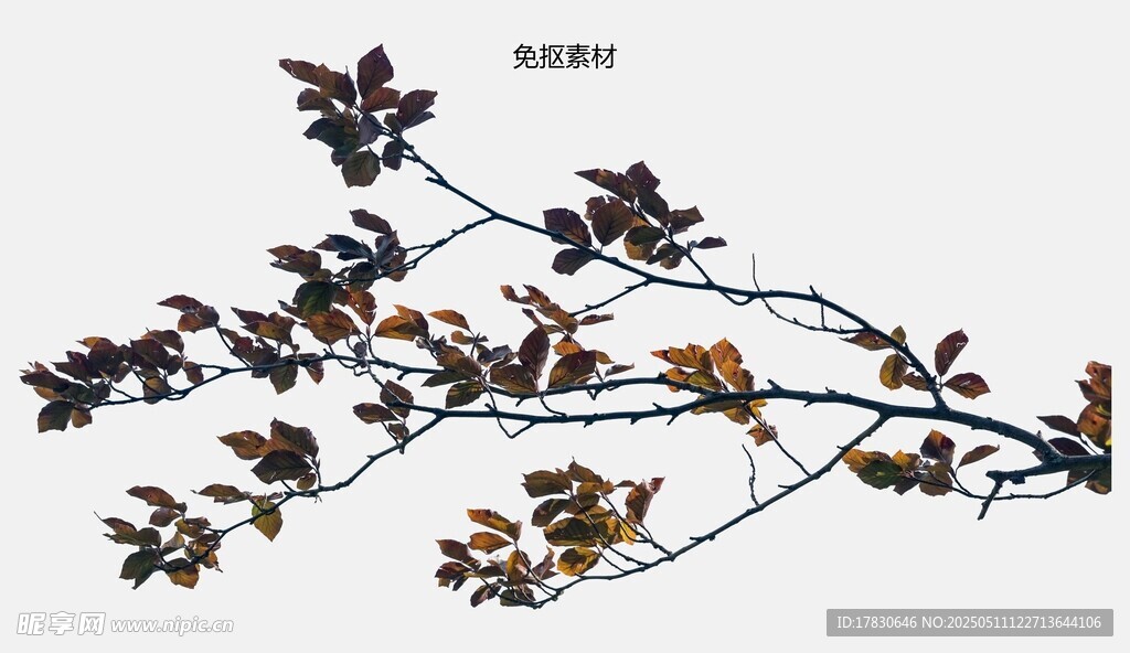 秋意枝頭枯葉