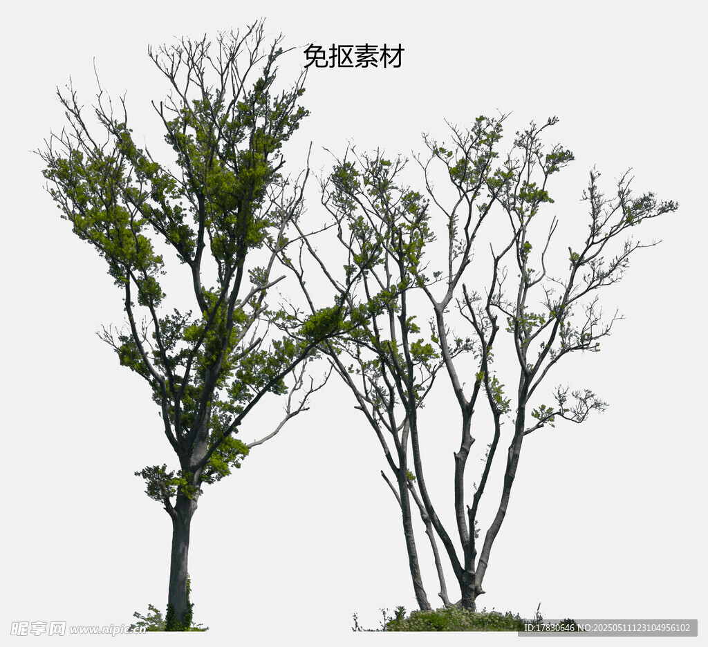 兩棵不同形態(tài)樹木模型