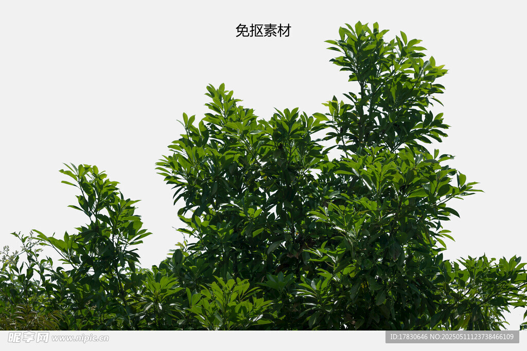 綠意盎然的繁茂樹木
