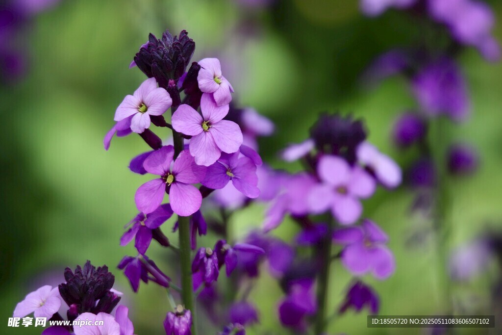 丁香花卉特寫