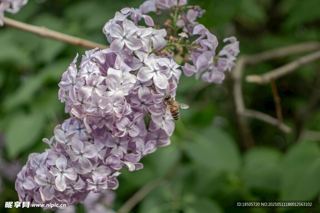 紫丁香花