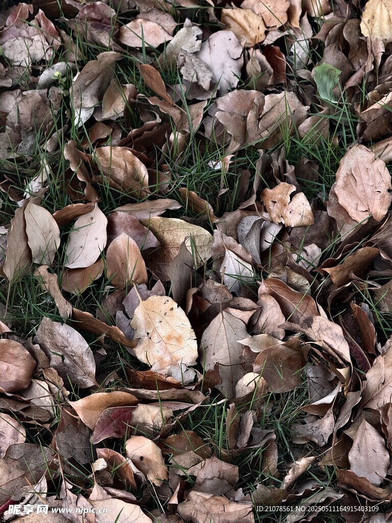 地面上的多彩落葉