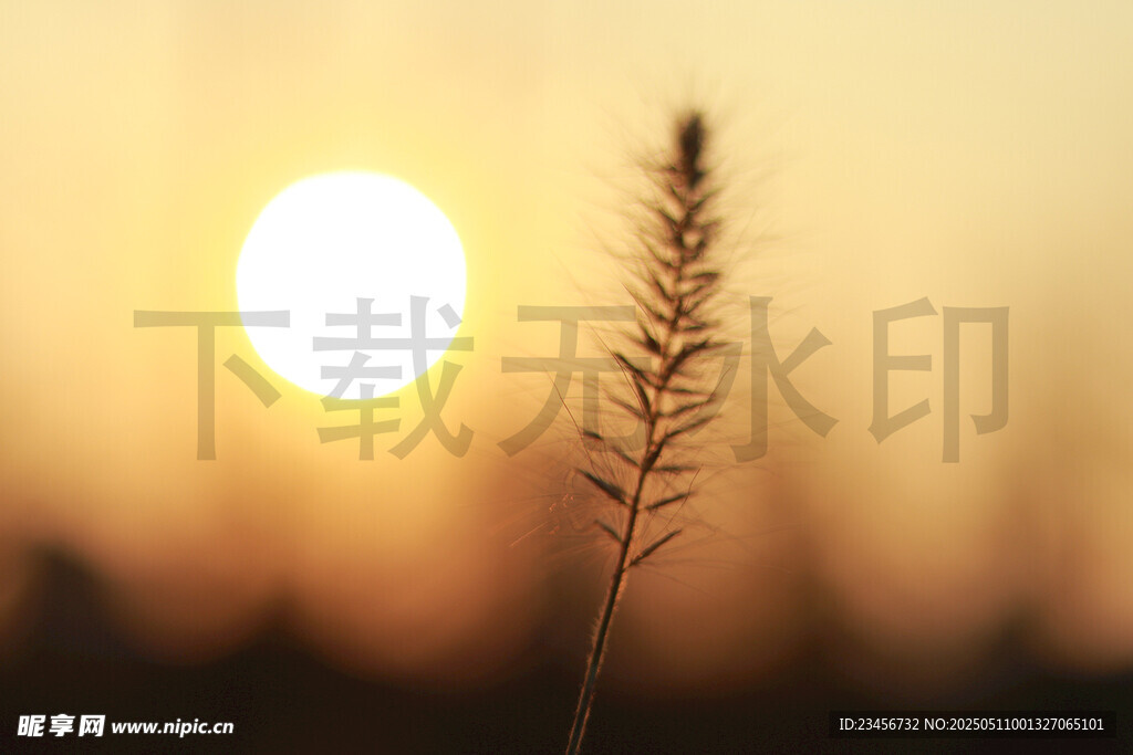 夕陽下的一株狗尾巴草