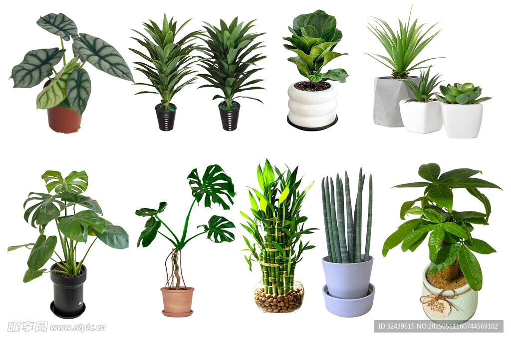 多樣室內(nèi)綠植展示