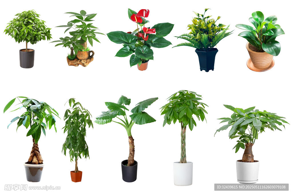 多樣盆栽植物展示