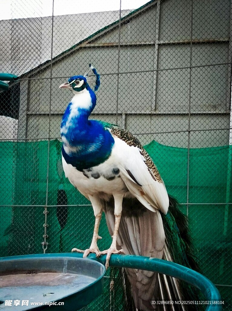 藍孔雀優(yōu)雅站立