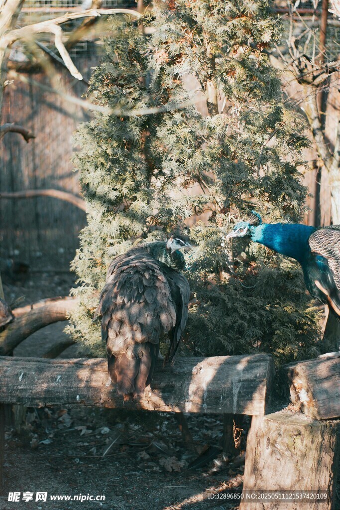動物園中多彩鳥類棲息場景