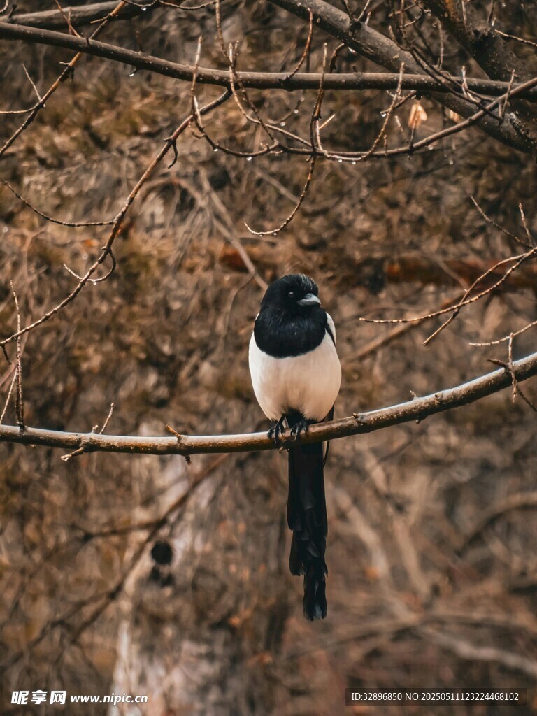 枝頭喜鵲