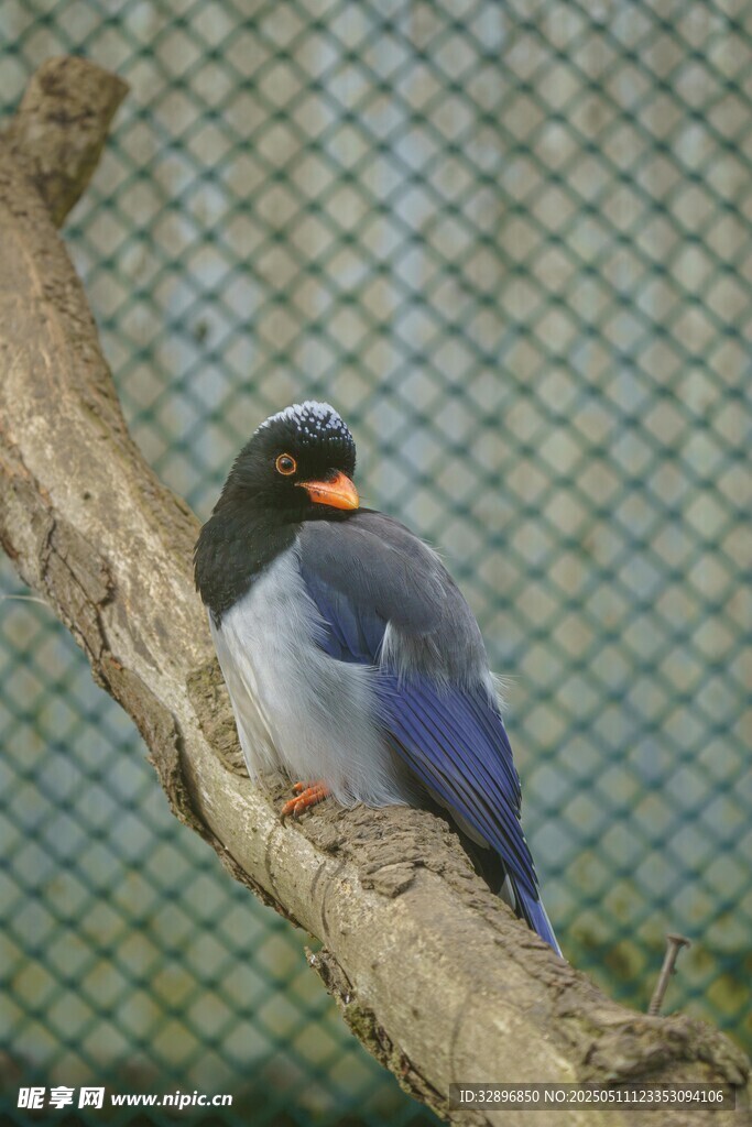 枝頭彩羽鳥