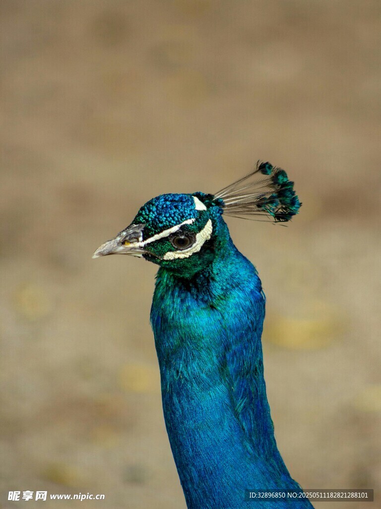 藍孔雀特寫