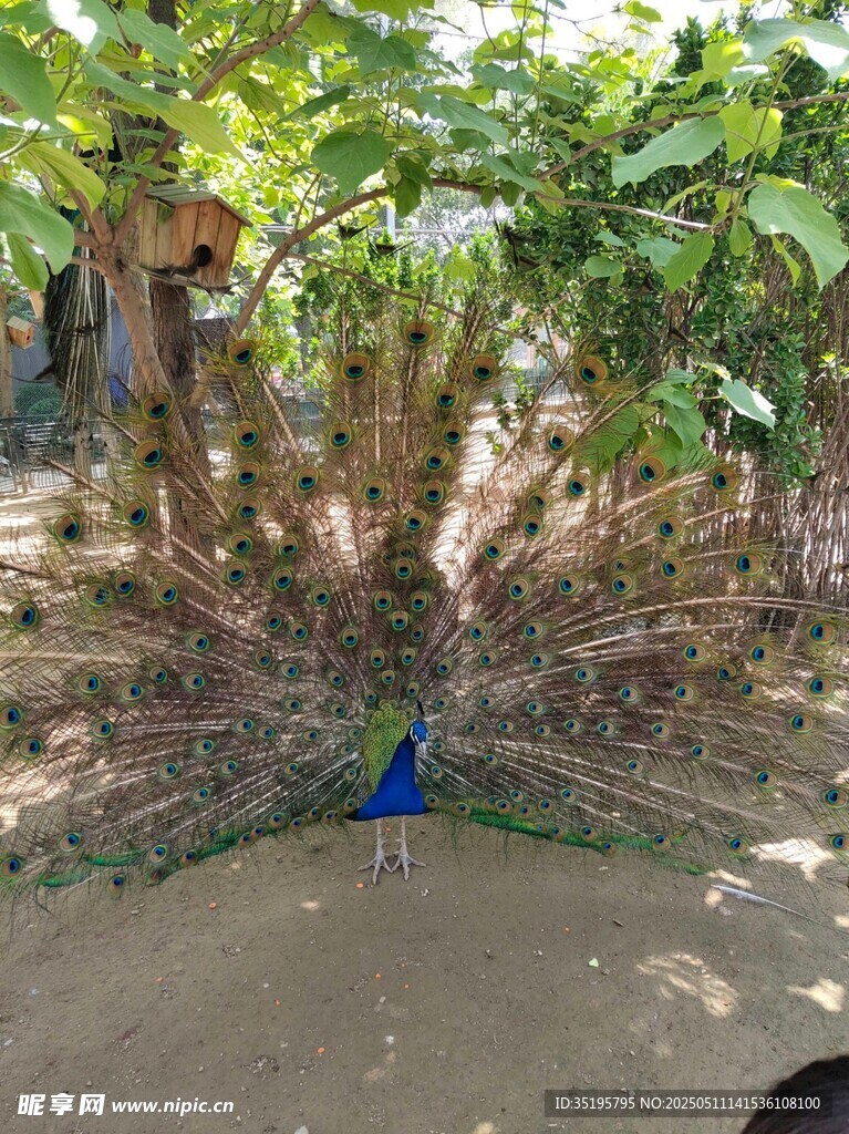 花園中美麗的藍孔雀
