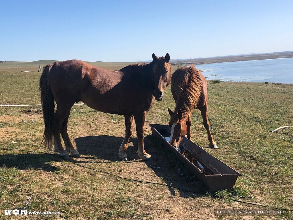 草原上的兩匹馬與食槽