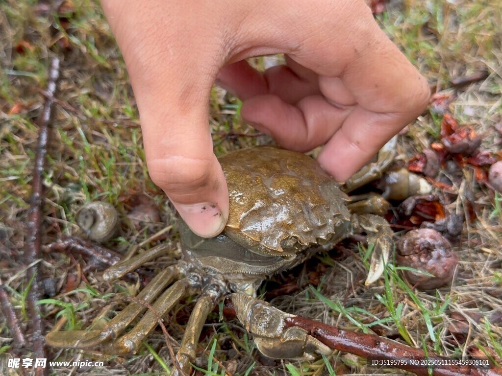 手抓泥地螃蟹瞬間