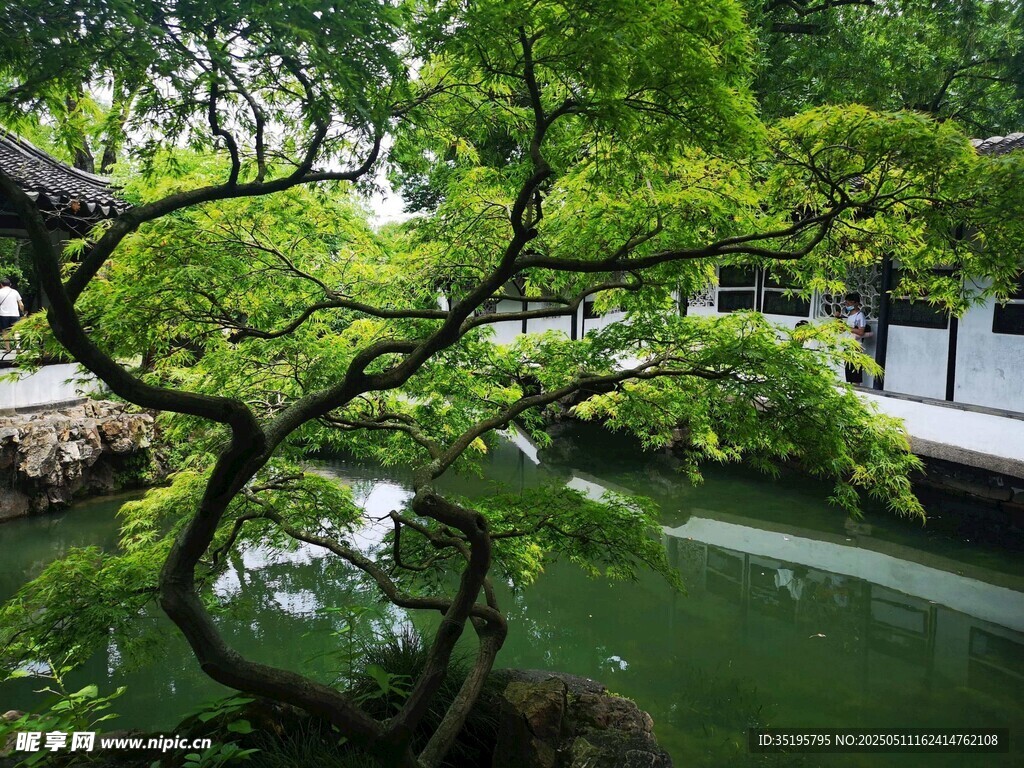 中式園林池塘邊翠綠松樹