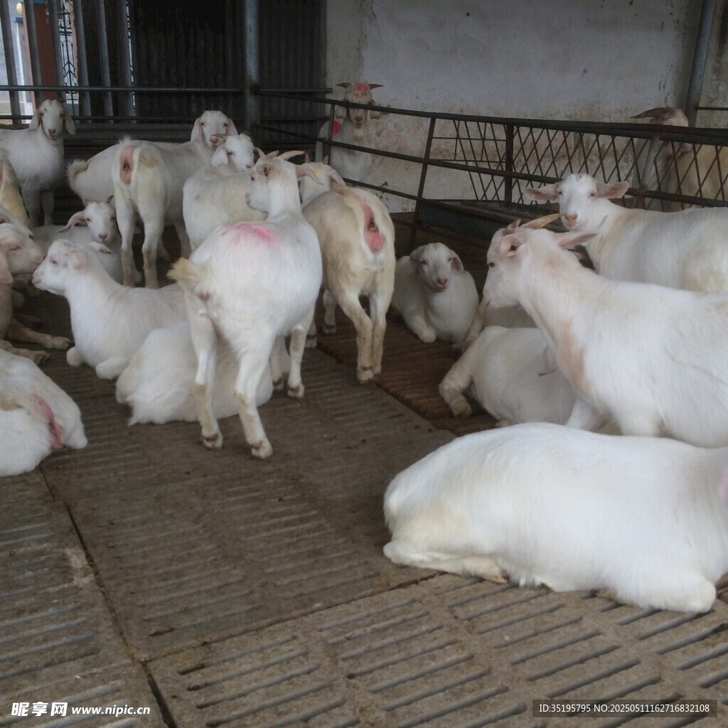 羊圈內(nèi)的群羊