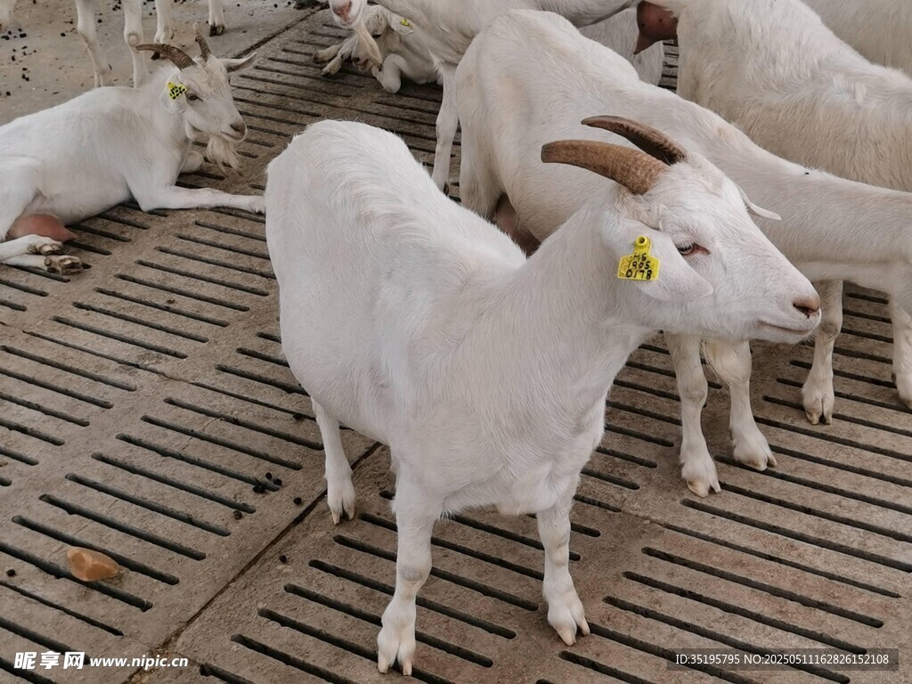 羊圈里的白色山羊